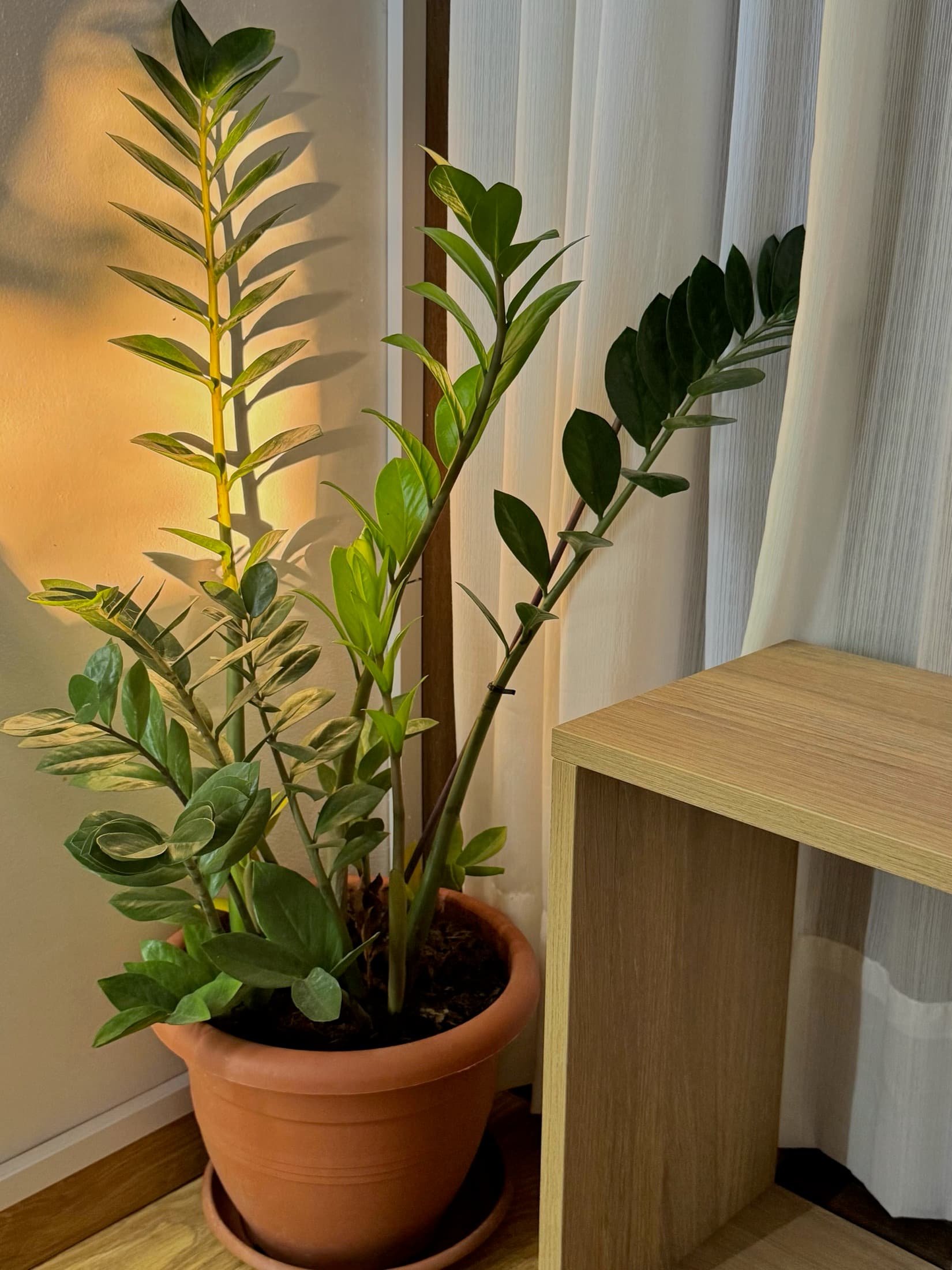 Warm plant corner at WellNest studio