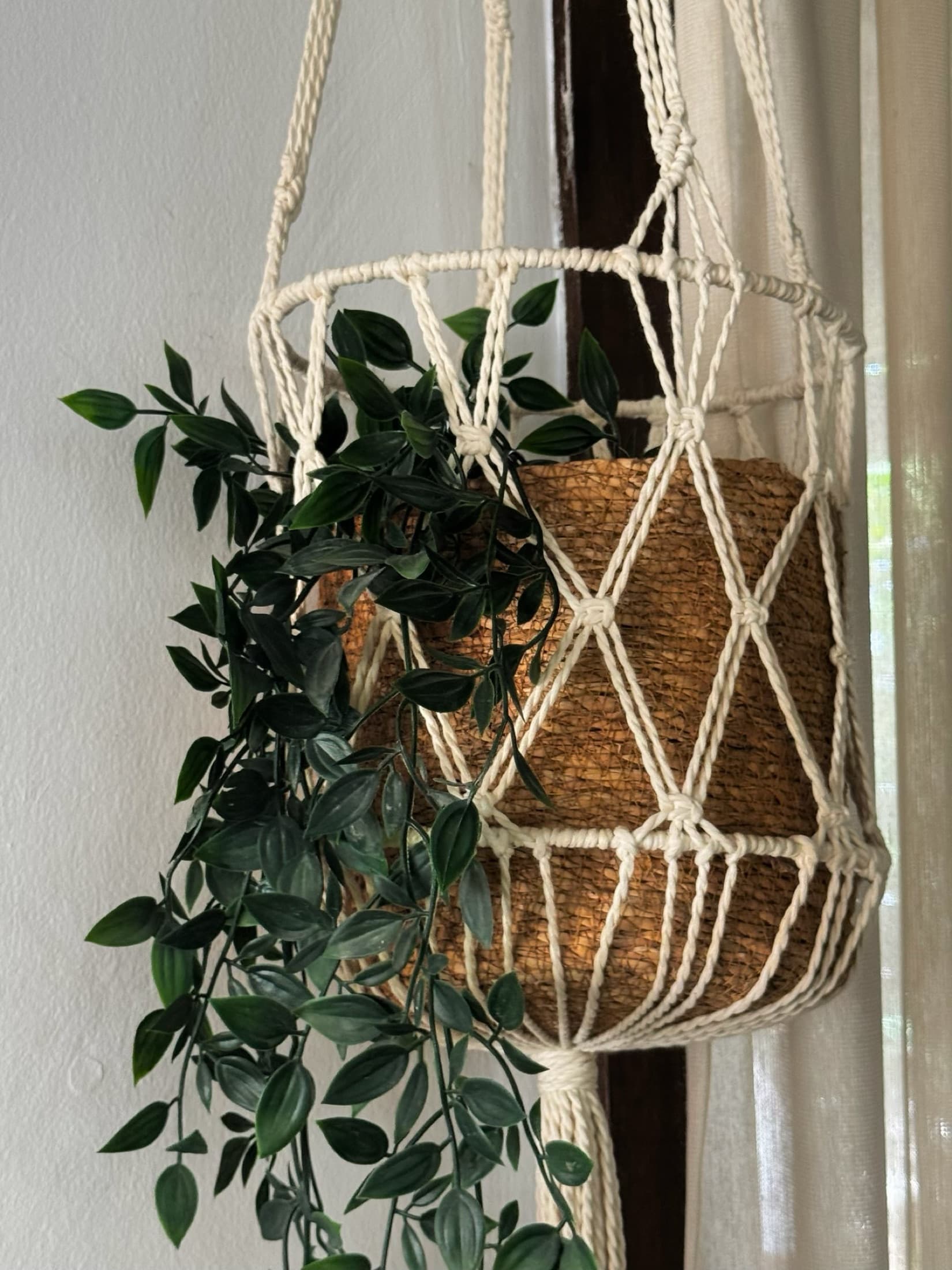 Hanging plant in the WellNest studio